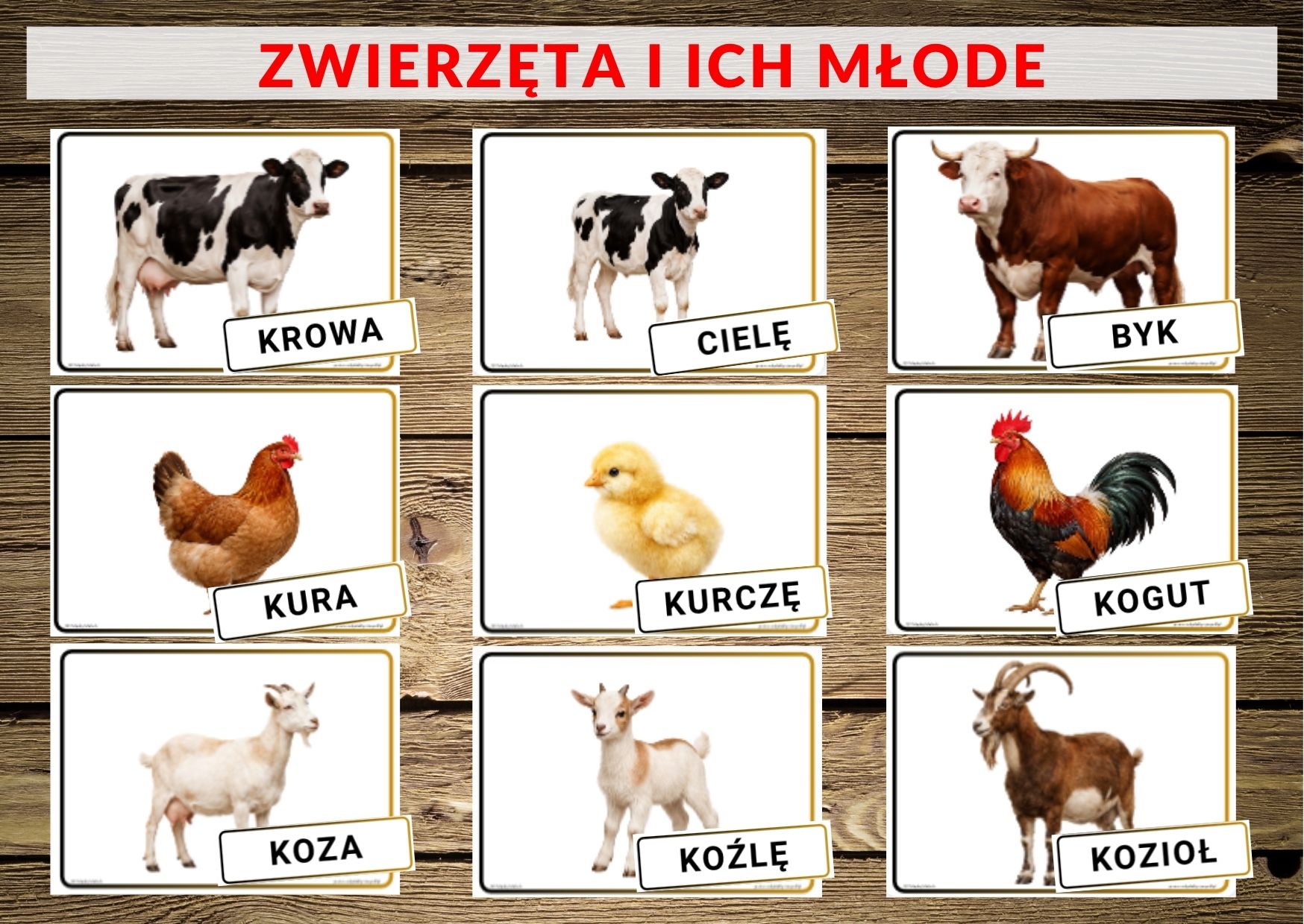 zwierzęta i ich młode, zwierzęta domowe - pdf