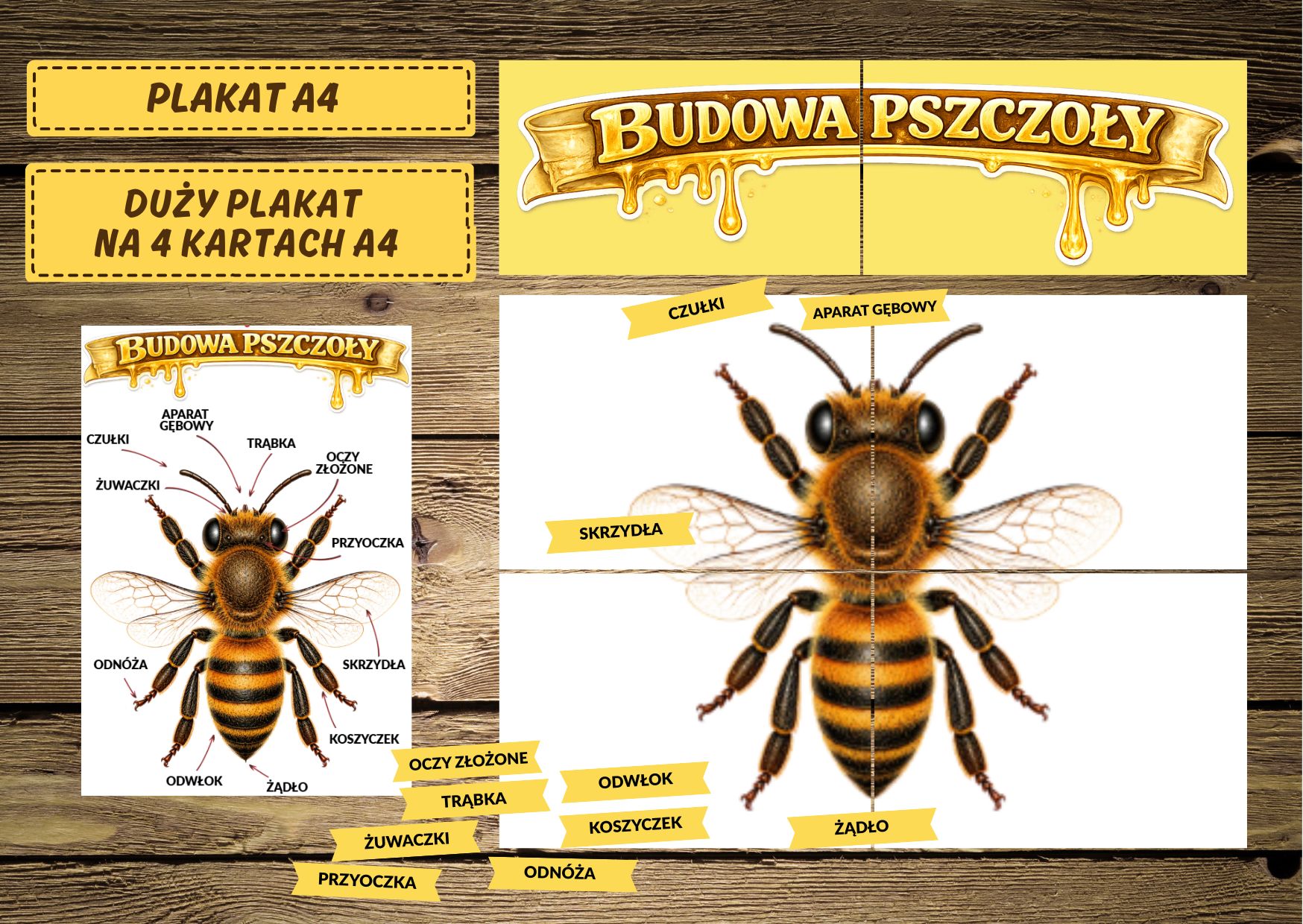 PSZCZOŁY – budowa, rozwój i życie w ulu - obrazek 2